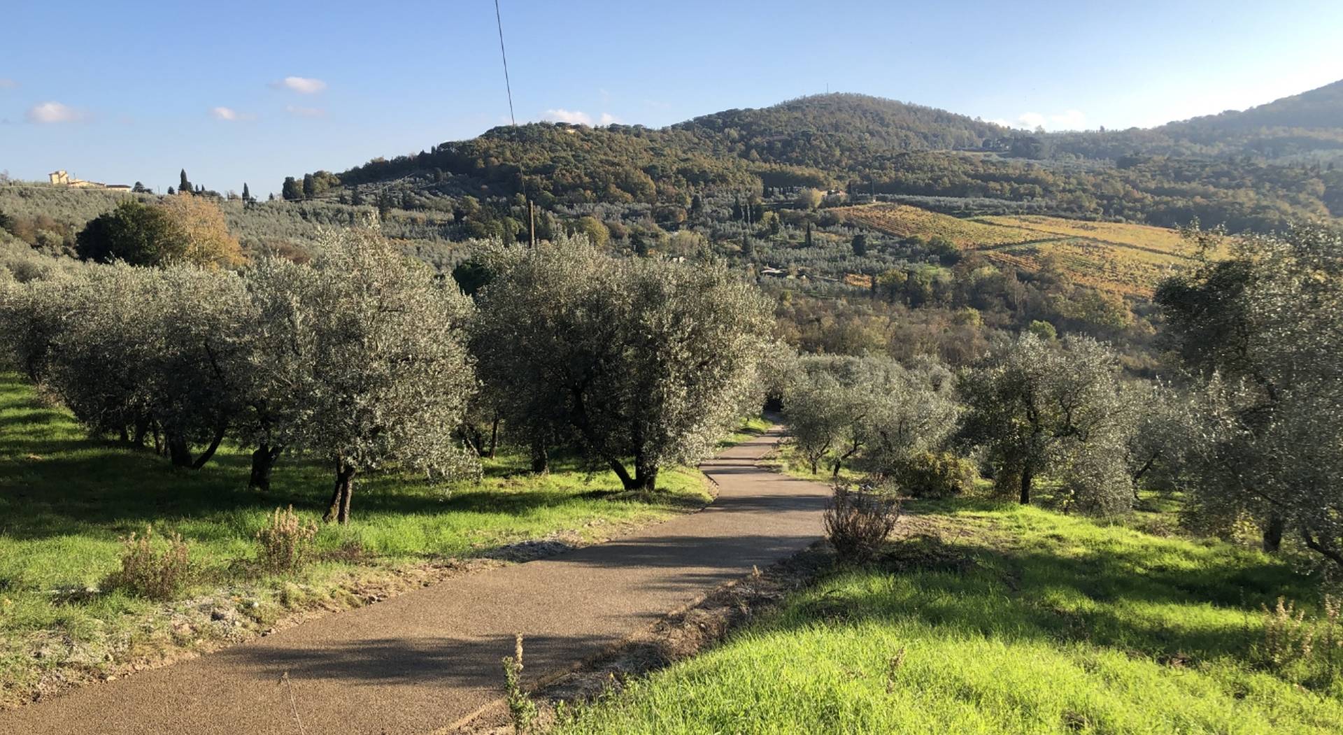Strada drenante di campagna color terra, che corre sinuosa e in armonia tra colline dove crescono prati, ulivi e cipressi.